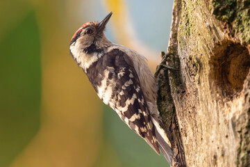 Lesser spotted woodpecker - Dryobates minor - by hollow with colorful background. Photo from Biebrza National Park in Poland.