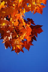 autumn leaves and tree in falls