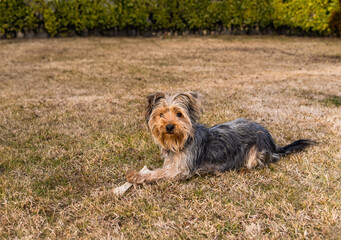 Yorkshire Terrier puppy lying with bone on the grass in the garden.