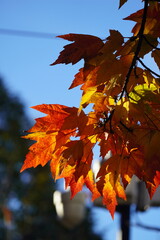 Fototapeta premium autumn leaves and tree in falls