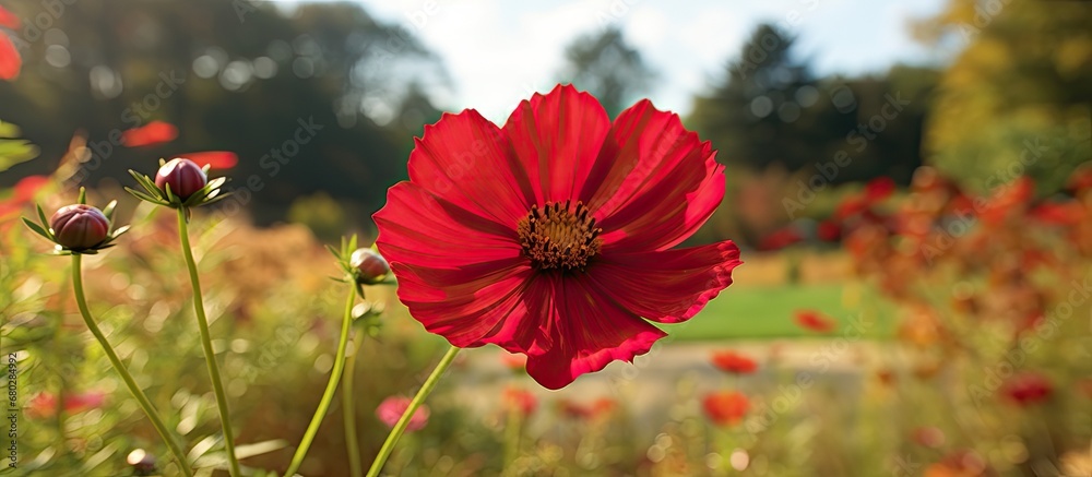 Wall mural in the horizontal frame of the photography, the close-up image of a vibrant red cosmos flower head t