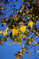 autumn leaves and tree in falls