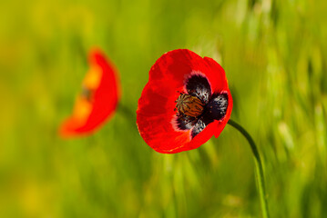 Red field poppy against the background of green grass.
