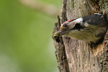Lesser spotted woodpecker - Dryobates minor - flying out of nesting hole with feces in beak. Photo from Biebrza National Park in Poland.