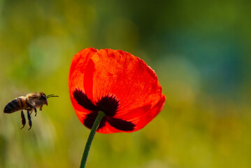 One silhouette of a bee in flight and a flower of red field poppy.