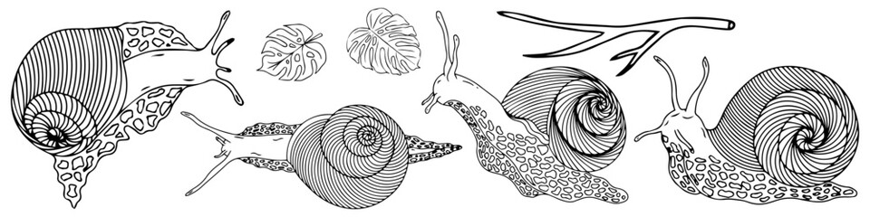Set of snail silhouettes. Vector graphics. © Tetiana Komarytska