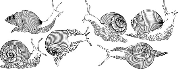 Set of snail silhouettes. Vector graphics. © Tetiana Komarytska