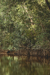 La mangrove des marais de Coswine 