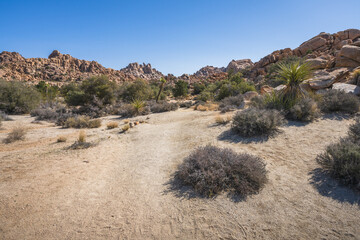 hiking the lost horse mine loop trail in joshua tree national park, california, usa