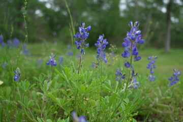 wild bluebonnets