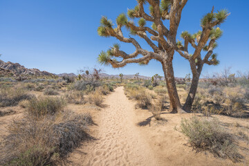 hiking the lost horse mine loop trail in joshua tree national park, california, usa