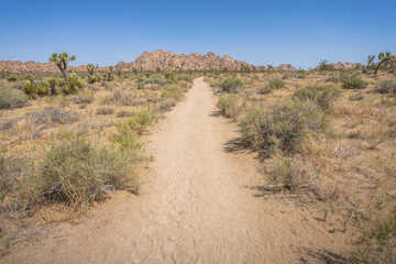 hiking the lost horse mine loop trail in joshua tree national park, california, usa