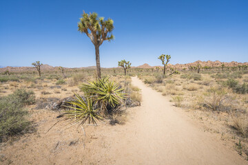 hiking the lost horse mine loop trail in joshua tree national park, california, usa
