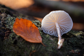 Flammulina velutipes var. lactea. Very rare variation of an edible winter mushroom in the natural...