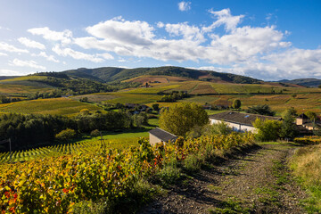 Obraz premium Vignoble du Mont Brouilly, l’un des plus beau terroir du Beaujolais