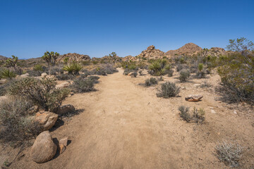 hiking the lost horse mine loop trail in joshua tree national park, california, usa