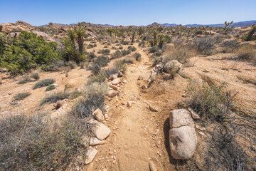 hiking the lost horse mine loop trail in joshua tree national park, california, usa