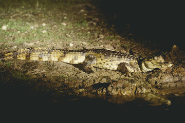 Caïman noir sur sa berge