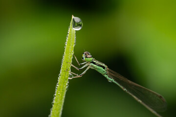 macro photo of a dragonfly on a leaf