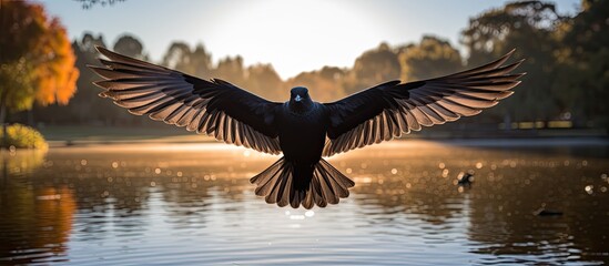 Obraz premium While on holiday in Africa, I visited a beautiful park surrounded by nature, where I spotted a stunning black bird with glossy feathers, gracefully soaring under the warm African sun, near a serene