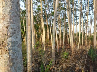 tree with green leaves background.  tropical forest for background or wallpaper