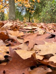 autumn leaves on the ground