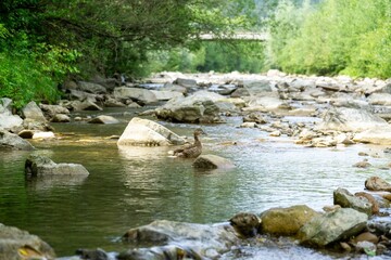 Naklejka na ściany i meble Duck birds swimmming in the river in nature. Slovakia