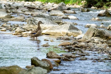 Duck birds swimmming in the river in nature. Slovakia
