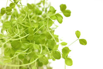 白背景の豆苗のクローズアップ