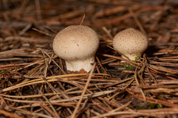 A walk in the forest for mushrooms. Raincoat mushroom (Latin Lycoperdon) is a genus of mushrooms in the Champignonaceae family.