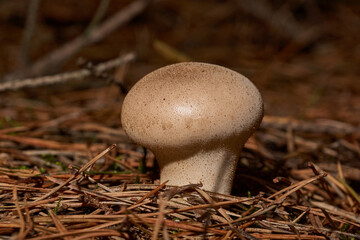 A walk in the forest for mushrooms. Raincoat mushroom (Latin Lycoperdon) is a genus of mushrooms in...