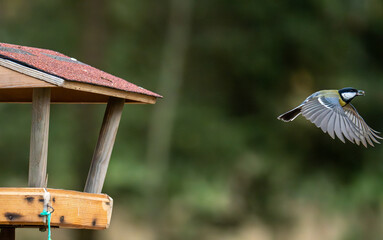 great tit in flight at a table