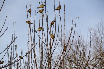 Birds sitting on the tree branches. Slovakia