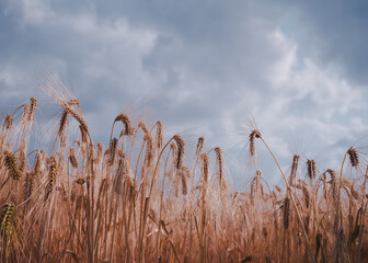 a ripe wheat field in summer