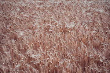 a ripe wheat field in summer