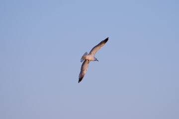 Fototapeta na wymiar A seagull in flight