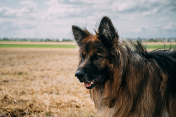 A German Shepherd in windy weather