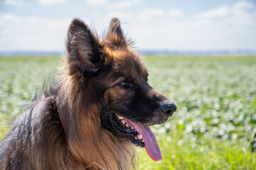 Portrait of a German shepherd dog
