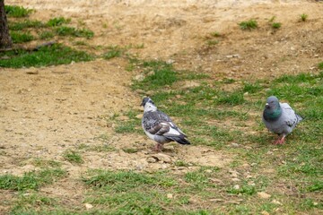 Pigeon or Dove bird on the window, house, park in the city. Slovakia