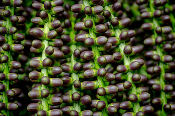 Fruit of the Arenga pinnata, also known as the feather palm, sugar palm, areng palm, black sugar palm and kaong palm. Mauritius