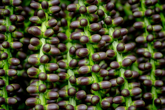 Fruit of the Arenga pinnata, also known as the feather palm, sugar palm, areng palm, black sugar palm and kaong palm. Mauritius