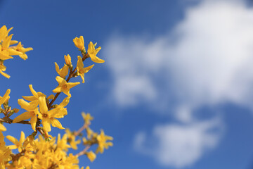 Forsythie vor blauem Himmel