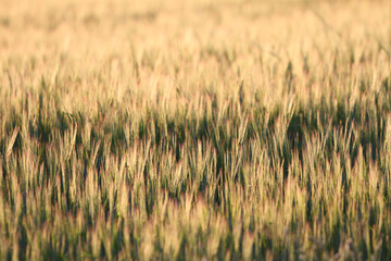 Kornfeld in der Abendsonne