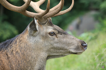 Portr&auml;t eines Hirsches in der Natur