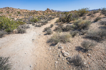 hiking the lost horse mine loop trail in joshua tree national park, california, usa
