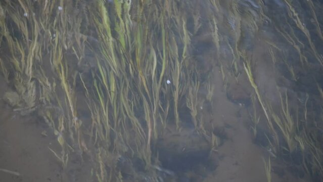 the bottom of a fast river