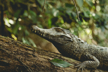 Caïman sur son tronc immergé