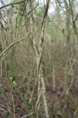 twisting vine