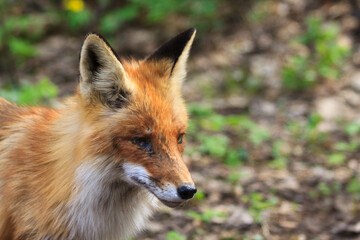 Red cunning fox rogue - one of the most important fur animals, a close-up portrait of a crippled poor one-eyed injured hungry trying to survive a lonely predatory animal in a protected forest.