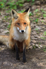 Naklejka na ściany i meble Red cunning fox rogue - one of the most important fur animals, a close-up portrait of a crippled poor one-eyed injured hungry trying to survive a lonely predatory animal in a protected forest.